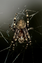 David Plant Photography - Wildlife Photography - Lariniodies cornutus - B